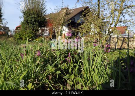 Gefleckte Taubnessel (Lamium maculatum), blühende Pflanze Gefleckte Totennessel, gefleckte Hengste oder purpurrote Drachen, blühende Pflanze Stockfoto