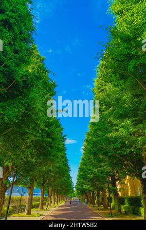 Ginkgo von Bäumen gesäumte Straßen von frischem Grün (Akishima). Drehort: Tokyo Akishima Stockfoto