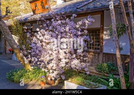 Chofu Jindaiji von Sakura und Stadt. Drehort: Chofu, Tokio Stockfoto