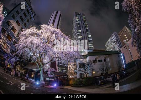 Wolkenkratzer von Shinjuku und write-up Kirsche. Aufnahmeort: Metropolregion Tokio Stockfoto