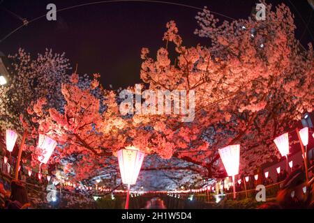 Kirschblüten in voller Blüte des Meguro River. Aufnahmeort: Metropolregion Tokio Stockfoto