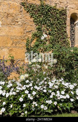 Mauer eines alten Steinhauses mit Efeue überwachsen Stockfoto