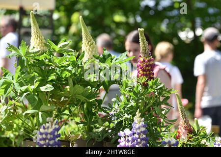 Gartenausstellung 'Gartenlust' im Schloss Bernau, Fischlham, Bezirk Wels-Land, Oberösterreich, Österreich, Europa - Gartenausstellung 'Gartenlust' in Stockfoto