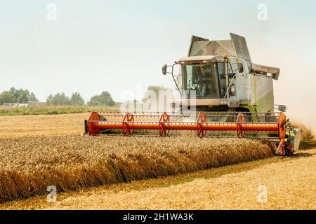 Man in Mähdreschern mit Getreidevorsatz, breitem Spreuverteiler, der Getreideohren erntet. Rotierender Strohschüttler schneidet und droschen reifes Weizenkorn. Sammeln Stockfoto