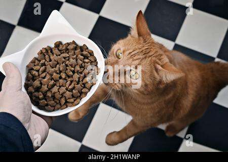 Lustige Ingwer Katze sitzen und betteln um Nahrung. Stockfoto