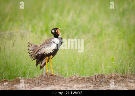 Nördlicher Schwarzer Korhaan (Afrotis afraoides) wird auch als White-Quilled Bustard bezeichnet, der Anrufe anzeigt. Etosha Nationalpark, Namibia, Afrika Stockfoto