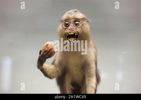 Coimbra, Portugal - 6. September 2019: Ausgestopfter Monaffe. Wissenschaftsmuseum der Universität von Coimbra Stockfoto