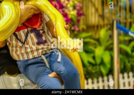 Albino birmanischer python umhüllte sich um einen Jungen. Es ist ein beliebtes Haustier in Thailand. Stockfoto