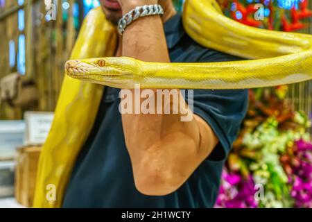 Albino birmanischer python umhüllte sich um einen Mann. Es ist ein beliebtes Haustier in Thailand. Stockfoto