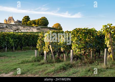 Die Weinberge des berühmten Château La Gaffelière im AOC Saint-Émilion, Frankreich Stockfoto