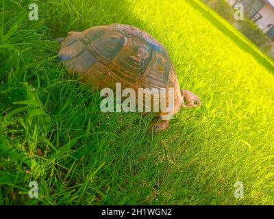 Afrikanische angespornte Schildkröte oder Geochelone sulcata im Granngras im Garten Stockfoto