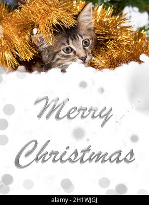 Eine gestreifte Katze versteckte sich im Schnee, schaute hinaus und schaute. Inschrift Frohe Weihnachten auf weißem, vertikalem Banner. Stockfoto