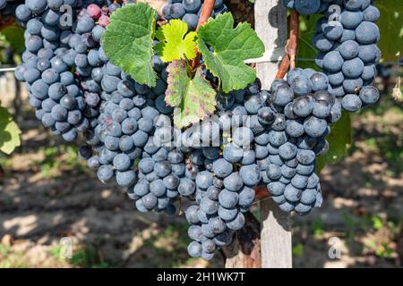 Rotwein-Trauben reifen auf den Reben des AOC Saint-Émilion bei Pomerol, Frankreich Stockfoto