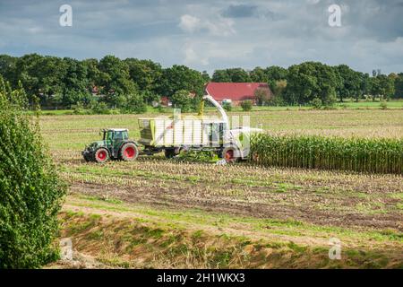 Fernansicht eines Maisernteteams, bestehend aus einem Feldhäcksler mit einem Verlängerungsarm zum Kippanhänger hinter dem Traktor bei der Arbeit am Th Stockfoto