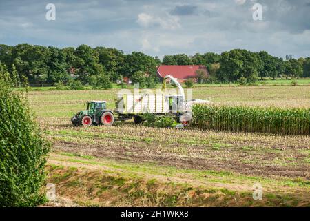 Fernansicht eines Maisernteteams, bestehend aus einem Feldhäcksler mit einem Verlängerungsarm zum Kippanhänger hinter dem Traktor bei der Arbeit am Th Stockfoto