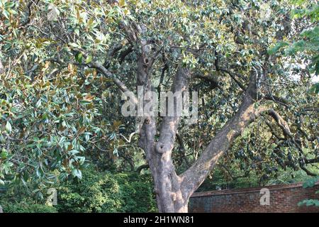 Blick auf die japanische Steineiche (Lithocarpus edulis) im Park Stockfoto