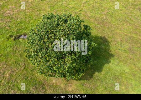 Drohne schoss im Richmond Park und schaute auf einen isolierten Baum in einem grünen Feld in London Stockfoto