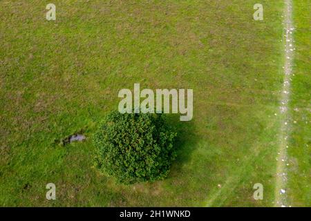 Drohne schoss im Richmond Park und schaute auf einen isolierten Baum in einem grünen Feld mit einer Gabelung im markierten Pfad, London Stockfoto