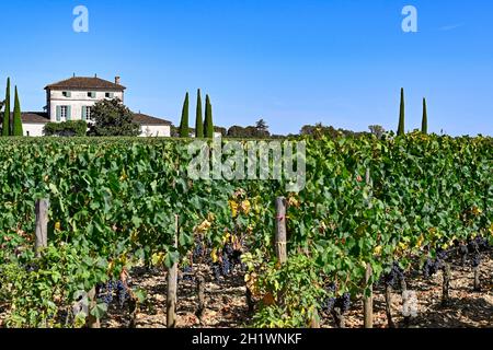 Der Weinberg von Château Lafleur-Petrus im AOC Pomerol mit Merlot-Trauben, die im Herbst in Frankreich reifen Stockfoto