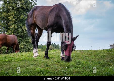 Ein braunes oder dunkles Lorbeerpferd mit weißen Feten, die eine Fliegenmaske tragen und auf einer Graswiese grasen. Stockfoto