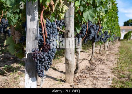 Merlot-Trauben reifen auf den Reben des AOC Saint-Émilion bei Pomerol, Frankreich Stockfoto