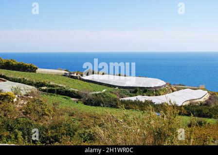 Blick auf die unter Poly-Tunneln am Meer wachsenden Pflanzen, Maro, Costa del Sol, Provinz Malaga, Andalusien, Spanien. Stockfoto