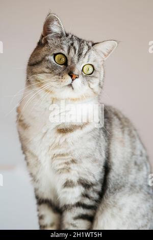 Porträt einer gestromten Katze zu Hause auf weißem Hintergrund sitzend Stockfoto