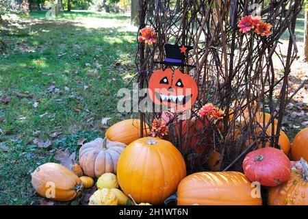 Bunte Kürbisse auf dem Boden. Herbstrückgrat. Halloween-Festival. Gemüsemarkt. Kürbisse Farm. Gartenarbeit Stockfoto