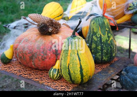 Bunte Kürbisse auf dem Tisch. Herbstrückgrat. Halloween-Festival. Gemüsemarkt. Kürbisse Farm. Gartenarbeit Stockfoto