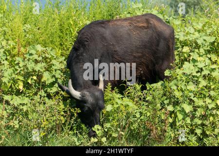 Lake Kerkini, Griechenland, 13. Juli 2021: Der levantinische Büffel ist eine Rasse von Sumpfbüffeln, auch bekannt als Hausbüffel. Stockfoto