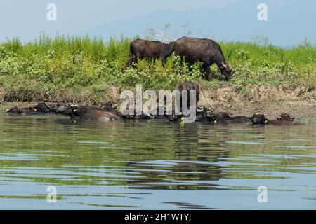 Lake Kerkini, Griechenland, 13. Juli 2021: Der levantinische Büffel ist eine Rasse von Sumpfbüffeln, auch bekannt als Hausbüffel. Stockfoto
