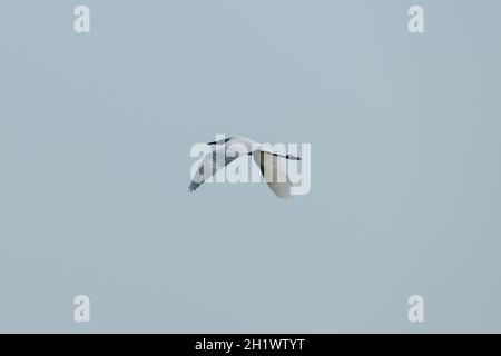 Kerkini-See, Griechenland, 13. Juli 2021: Der kleine Reiher ist eine Vogelart der Familie der Ardeidae. Stockfoto