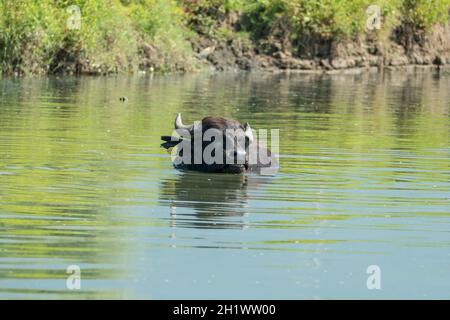 Lake Kerkini, Griechenland, 13. Juli 2021: Der levantinische Büffel ist eine Rasse von Sumpfbüffeln, auch bekannt als Hausbüffel. Stockfoto