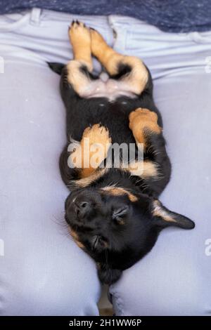 Ein Monat alter brauner brindin Jack Russell Welpe liegt entspannt auf dem Rücken einer Frau auf dem Schoß. Der Hund schläft. Zum ersten Mal in der Sonne. Tier Stockfoto