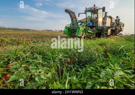 Selbstfahrender Tomatenernter bei der Arbeit. Vegas Bajas del Guadiana, Spanien Stockfoto