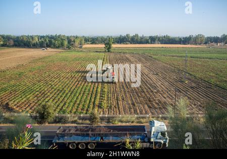 Tomatenernte funktioniert Luftaufnahme. Beladen Sie den Tomatenwagen, der daneben fährt Stockfoto
