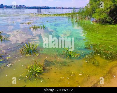 Schmutziges blaues und grünes Wasser im Behälter. Kontamination durch giftige Algen. Umweltverschmutzung. Ökologische Katastrophe. Damm auf dem Dnipro Fluss. Stockfoto