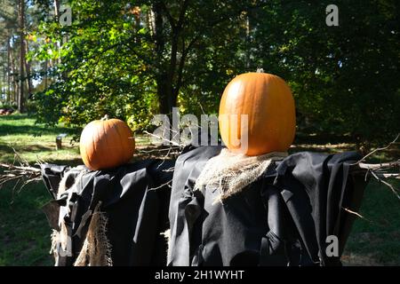 Orangefarbener Kürbiskopf. Halloween-Festival. Herbst Backgraund.Gemüsemarkt. Kürbisse Farm. Gartenarbeit Stockfoto