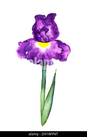 Schöne stilisierte Irisblume, Aquarell auf weißem Hintergrund Stockfoto