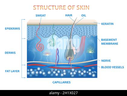 Anatomie der Haut und der Schichten und Elemente, aus denen sie besteht. Medizinische Illustration Stockfoto