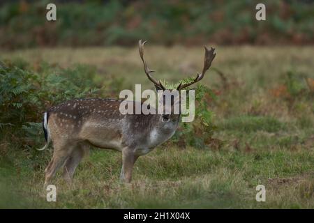 Damhirsch (Dama dama) während der jährlichen Rut im Bradgate Park, Leicestershire, England. Stockfoto