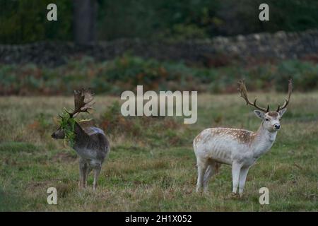 Damhirsch (Dama dama) während der jährlichen Rut im Bradgate Park, Leicestershire, England. Stockfoto