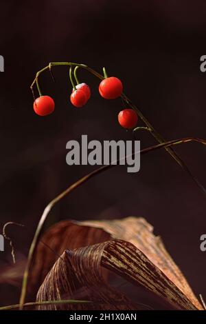 Convallaria majalis, Konwalia majowa, Maiglöckchen, Maiglöckchen. Reife rote Früchte der Maiglöckchen auf einem dunklen Hintergrund des Herbstwaldes. Stockfoto