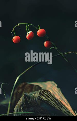 Convallaria majalis, Konwalia majowa, Maiglöckchen, Maiglöckchen. Reife rote Früchte der Maiglöckchen auf einem dunklen Hintergrund des Herbstwaldes. Stockfoto