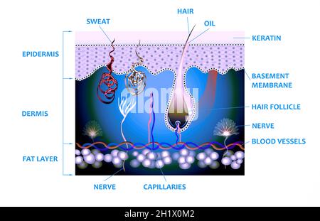 Anatomie der Haut und der Schichten und Elemente, aus denen sie besteht. Medizinische Illustration Stockfoto