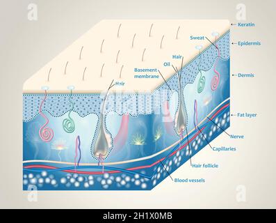 Anatomie der Haut und der Schichten und Elemente, aus denen sie besteht. Medizinische Illustration Stockfoto