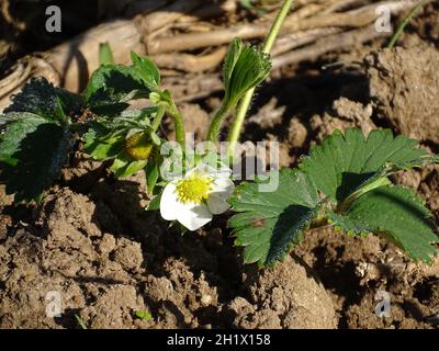 Eine junge Erdbeere (fragaria) Pflanze mit den ersten Blüten, im Gemüsegarten Stockfoto