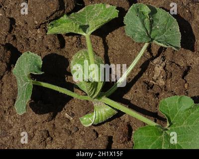 Eine junge Zucchini-Pflanze, die im Boden des Gemüsegartens wächst Stockfoto