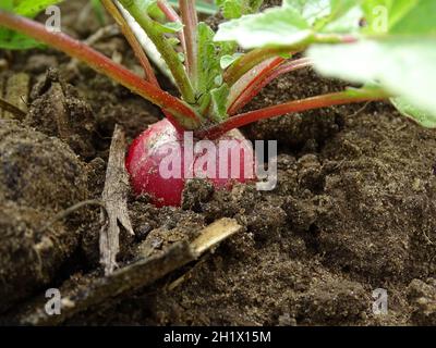 Makro eines Rettichs (raphanus sativus) im Boden, mit den Blättern an, im Gemüsegarten Stockfoto