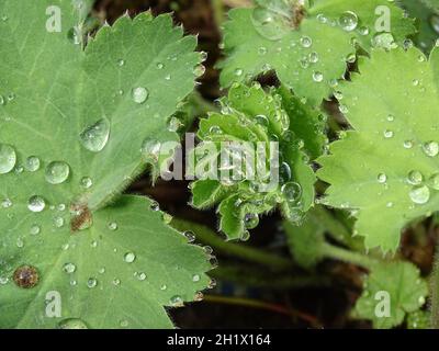 Nahaufnahme der Blätter des Damenmantels (Alchemilla mollis 'Robustica) mit Regentropfen auf ihnen Stockfoto